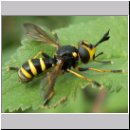 Conops flavipes - Dickkopffliege m06 hsk.jpg